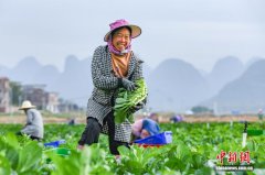 广西贺州：供港蔬菜迎来上